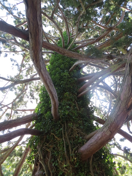 In the botanical gardens, there were many trees that tempted us to climb.